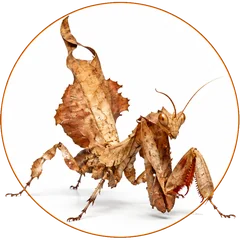 Mantis hoja real