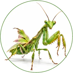 Mantis religiosa real